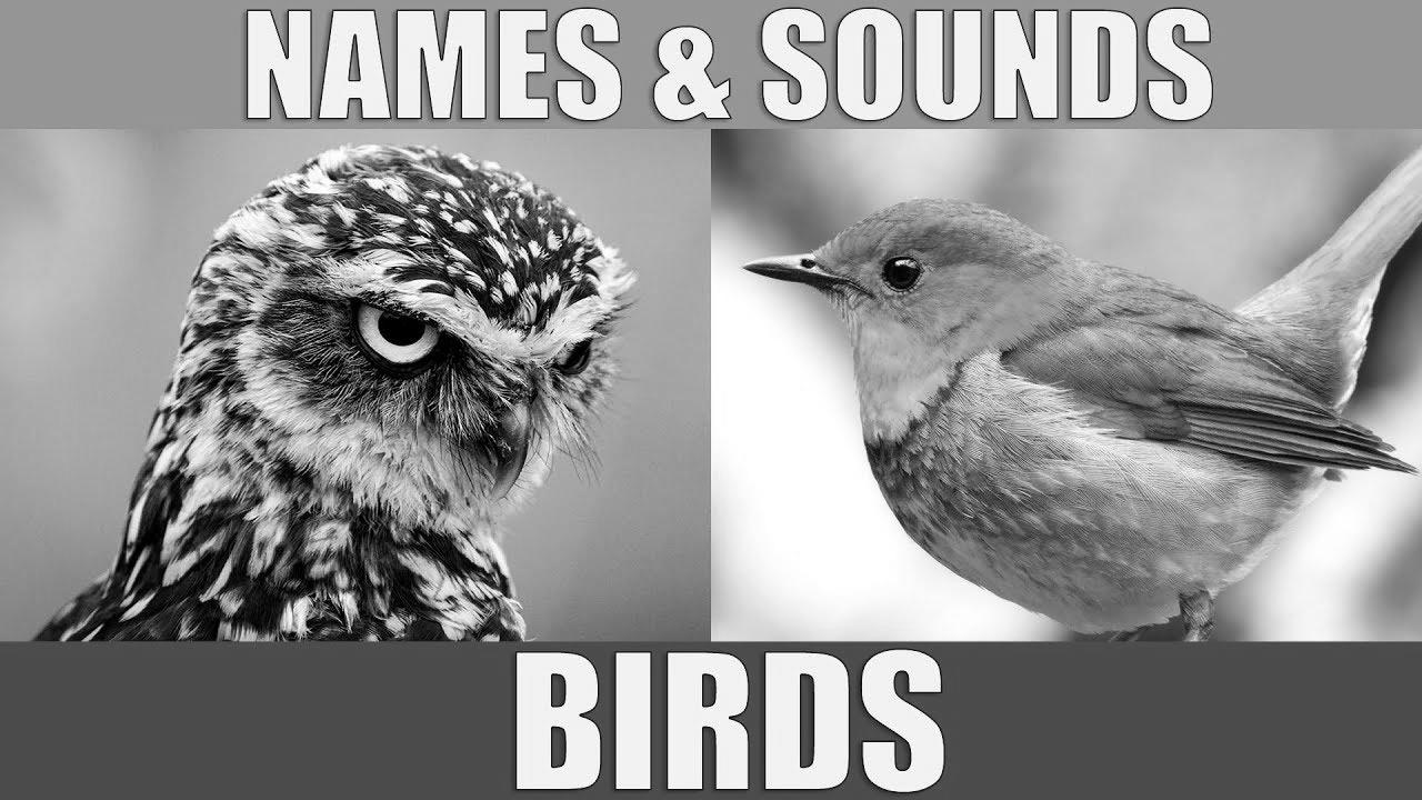 BIRDS Names and Sounds – Study Fowl Species in English