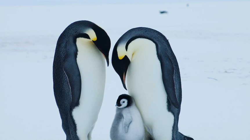 Emperor penguin at {serious|critical|severe} {risk|danger|threat} of extinction {due to|because of|as a result of|resulting from|on account of|as a consequence of|attributable to} {climate|local weather} change