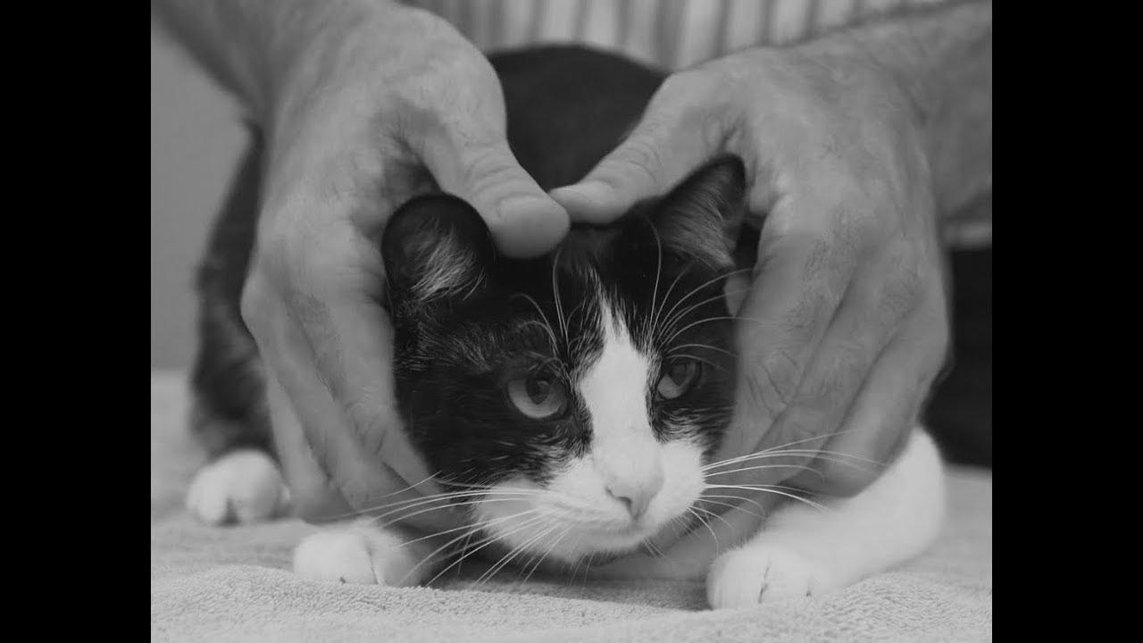 The way to pick up a cat like a professional – Vet advice on cat handling.