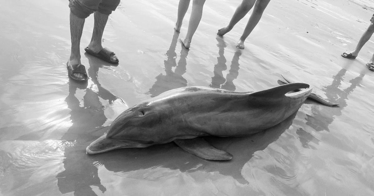 Rewards supplied after dolphin ‘harassed to demise’ on Texas beach, another impaled in Florida