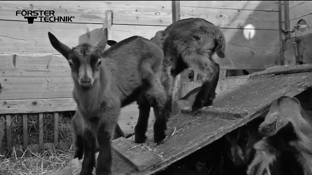 Förster-Technik Computerized lamb feeder ECO (English)