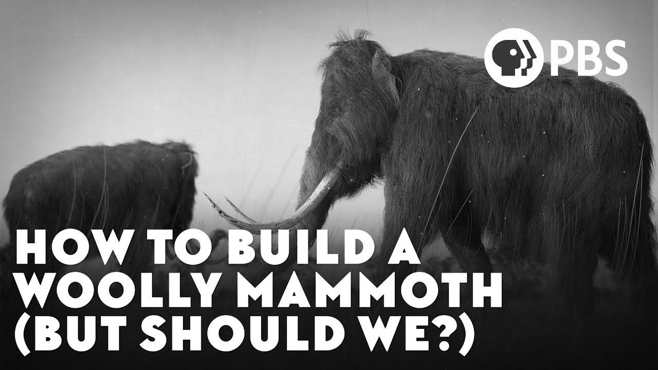 How To Construct A Woolly Mammoth (But Should We?)