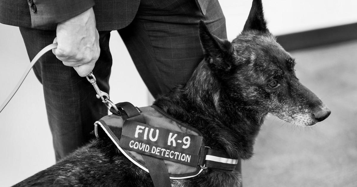 Dogs can detect Covid with excessive accuracy, even asymptomatic cases